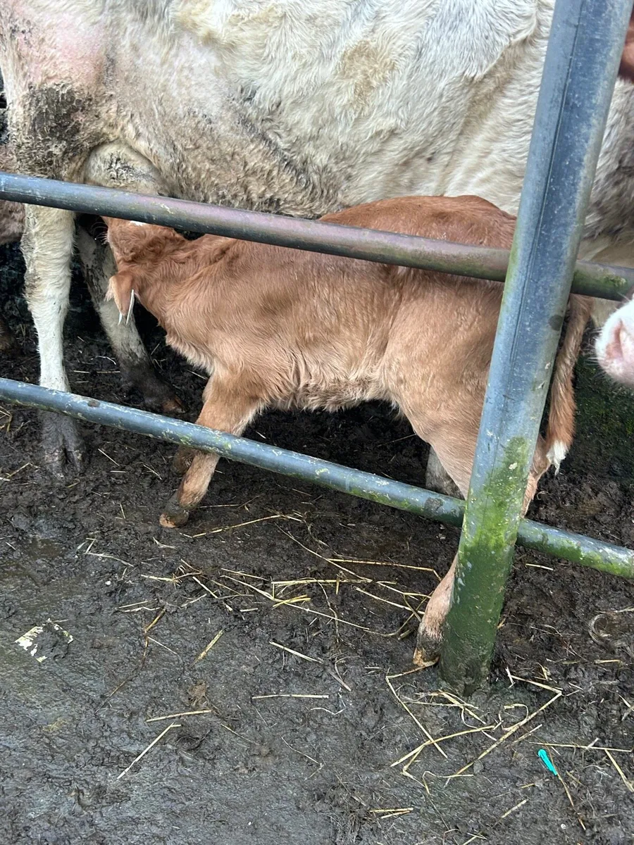 Suckler Bred limosin bull calf - Image 2