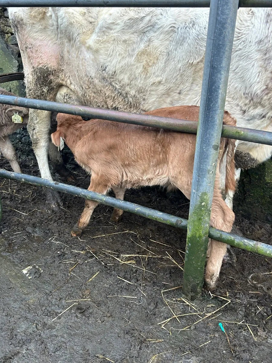 Suckler Bred limosin bull calf - Image 3