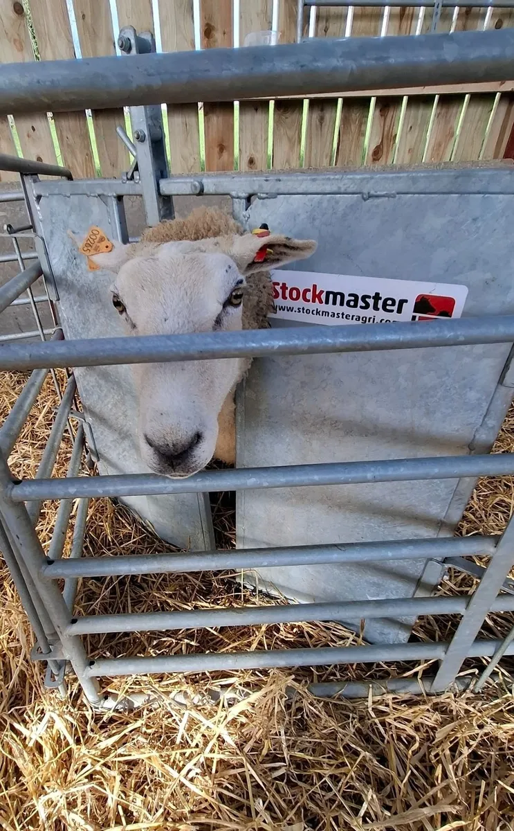 Stockmaster - delivering to every county in Irelan - Image 1