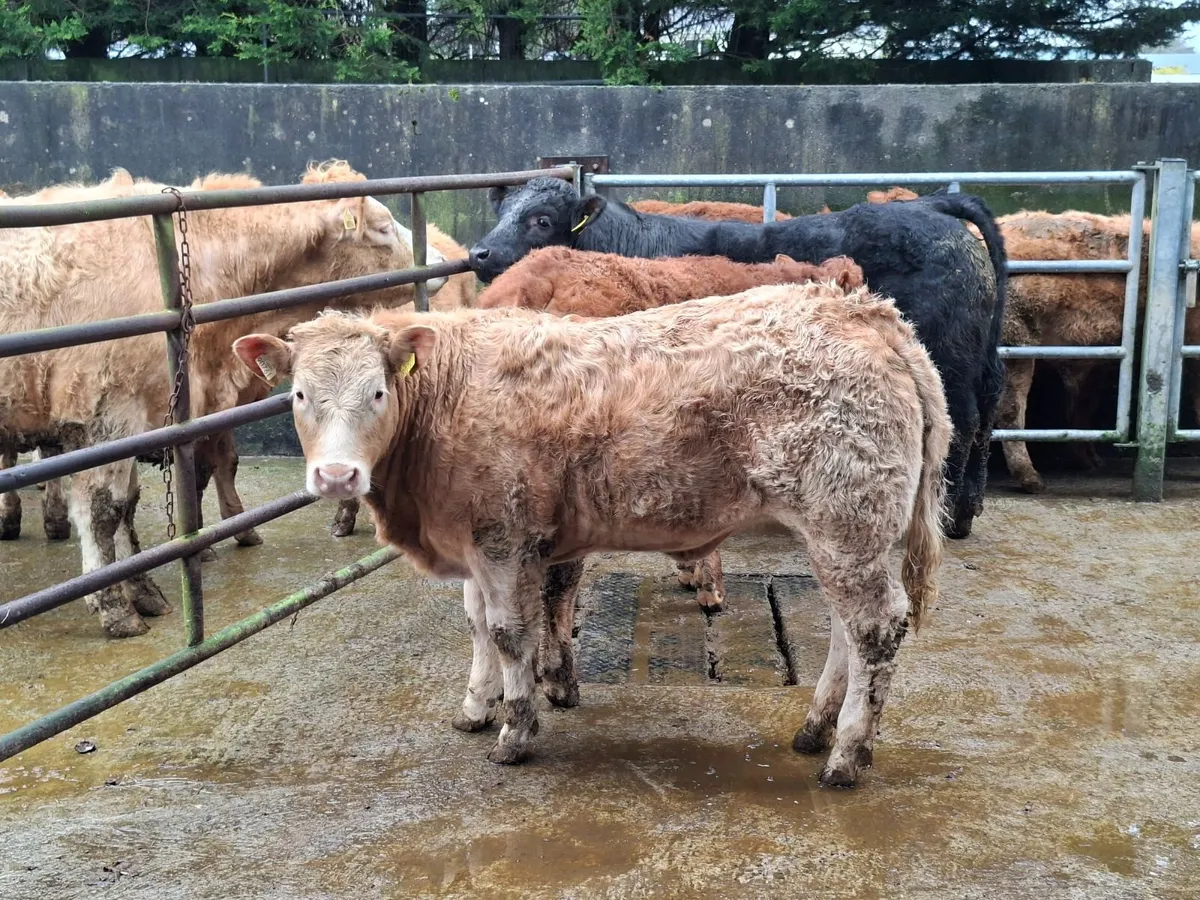 heifer wealing - Image 2