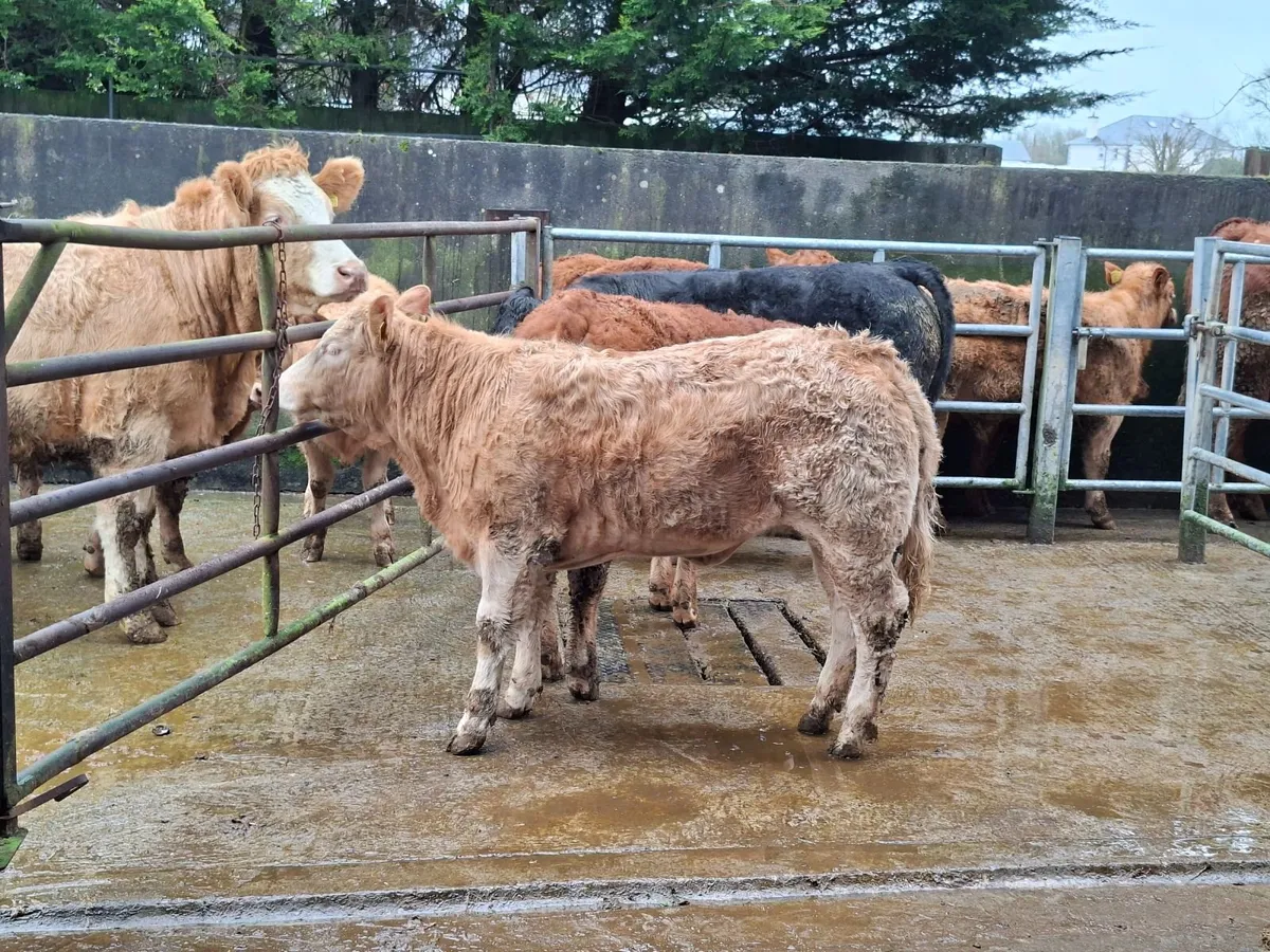 heifer wealing - Image 4