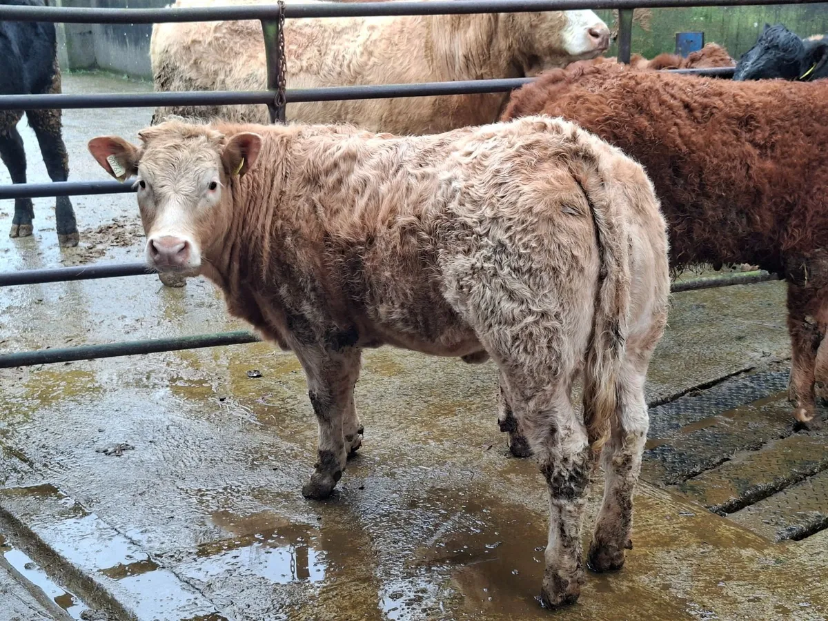 heifer wealing - Image 1