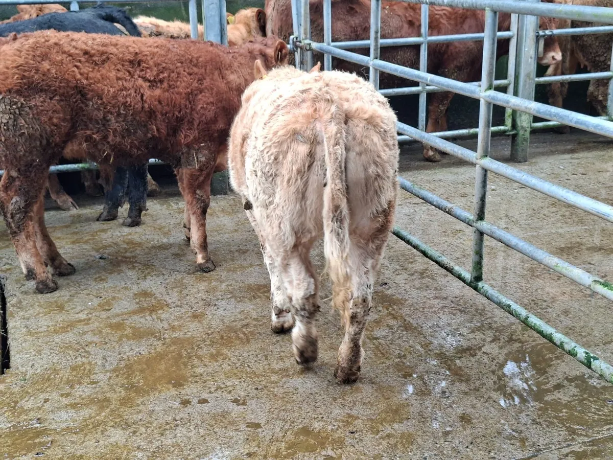 heifer wealing - Image 3