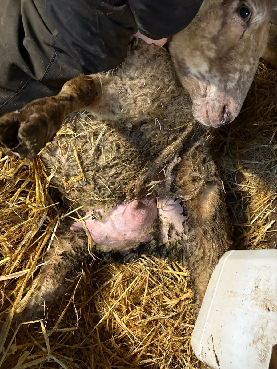 2 Foster ewes for sale - Image 2