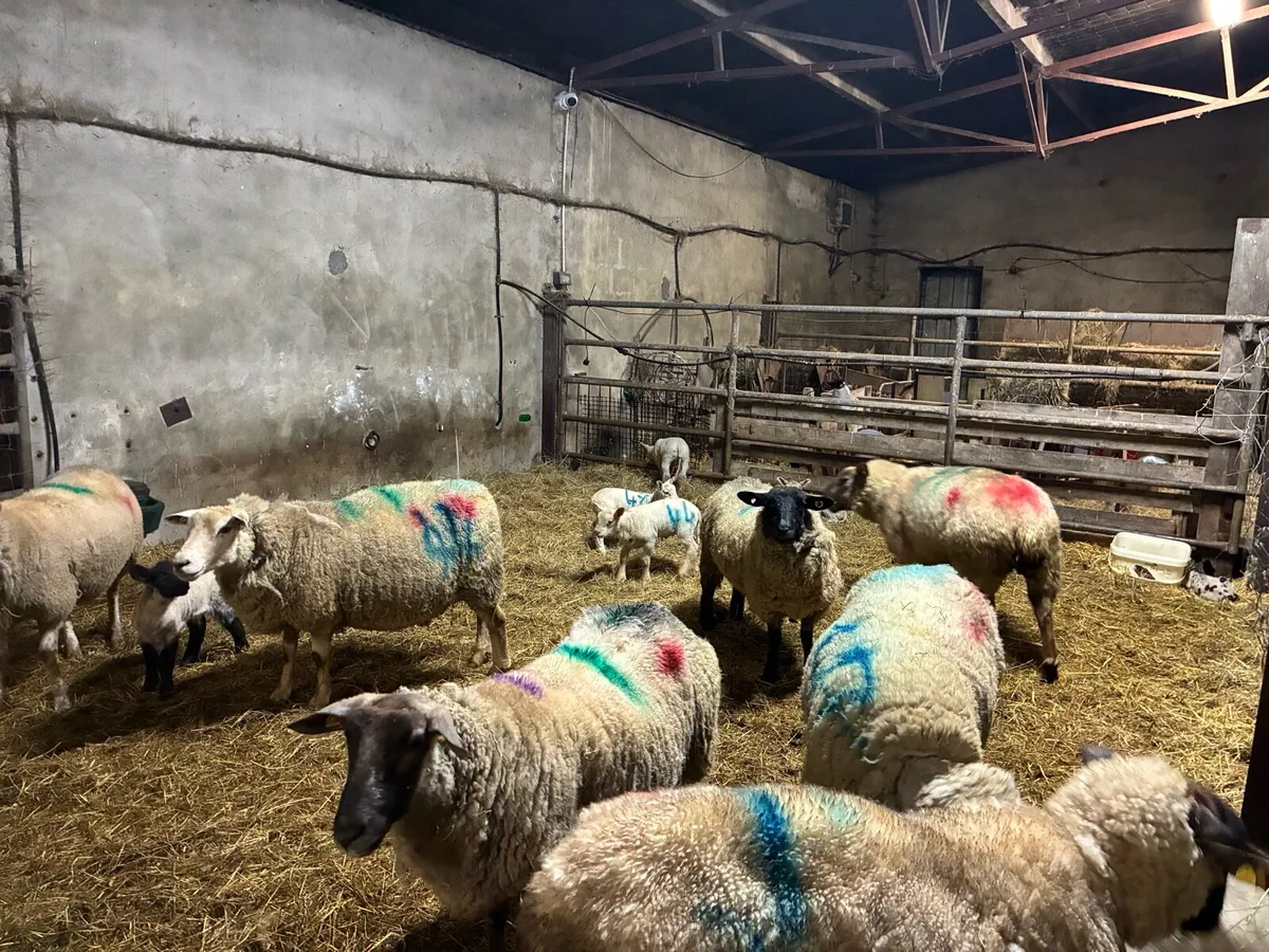 Organic ewes and lambs - Image 1