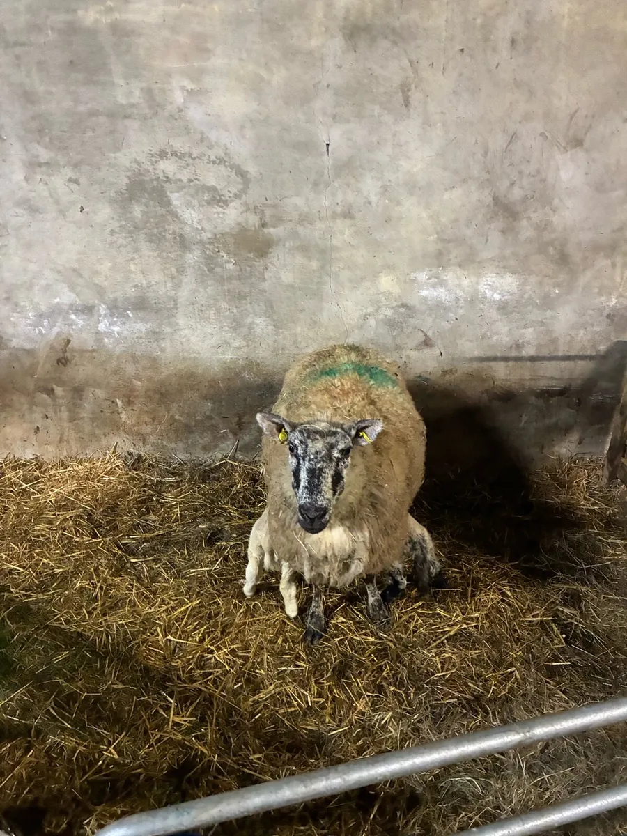 Organic ewes and lambs - Image 2