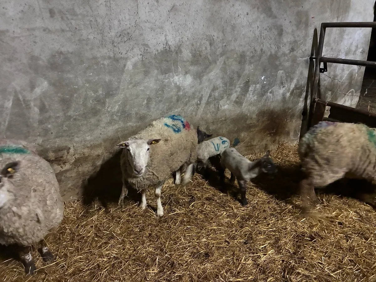 Organic ewes and lambs - Image 3