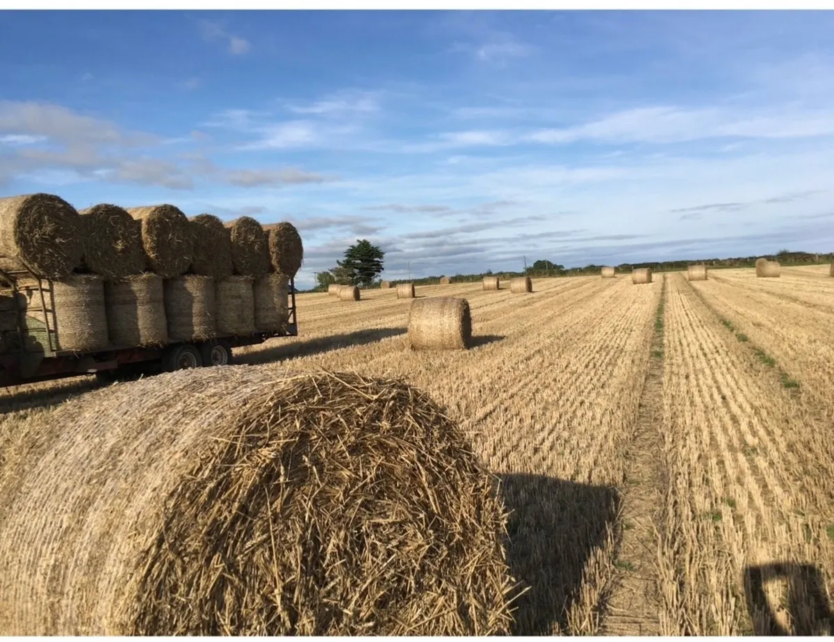 Barley Straw - Image 1