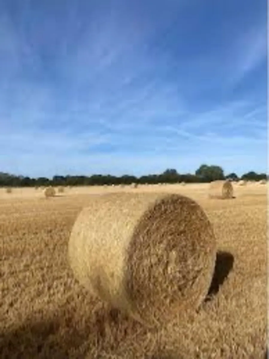 Barley Straw - Image 2