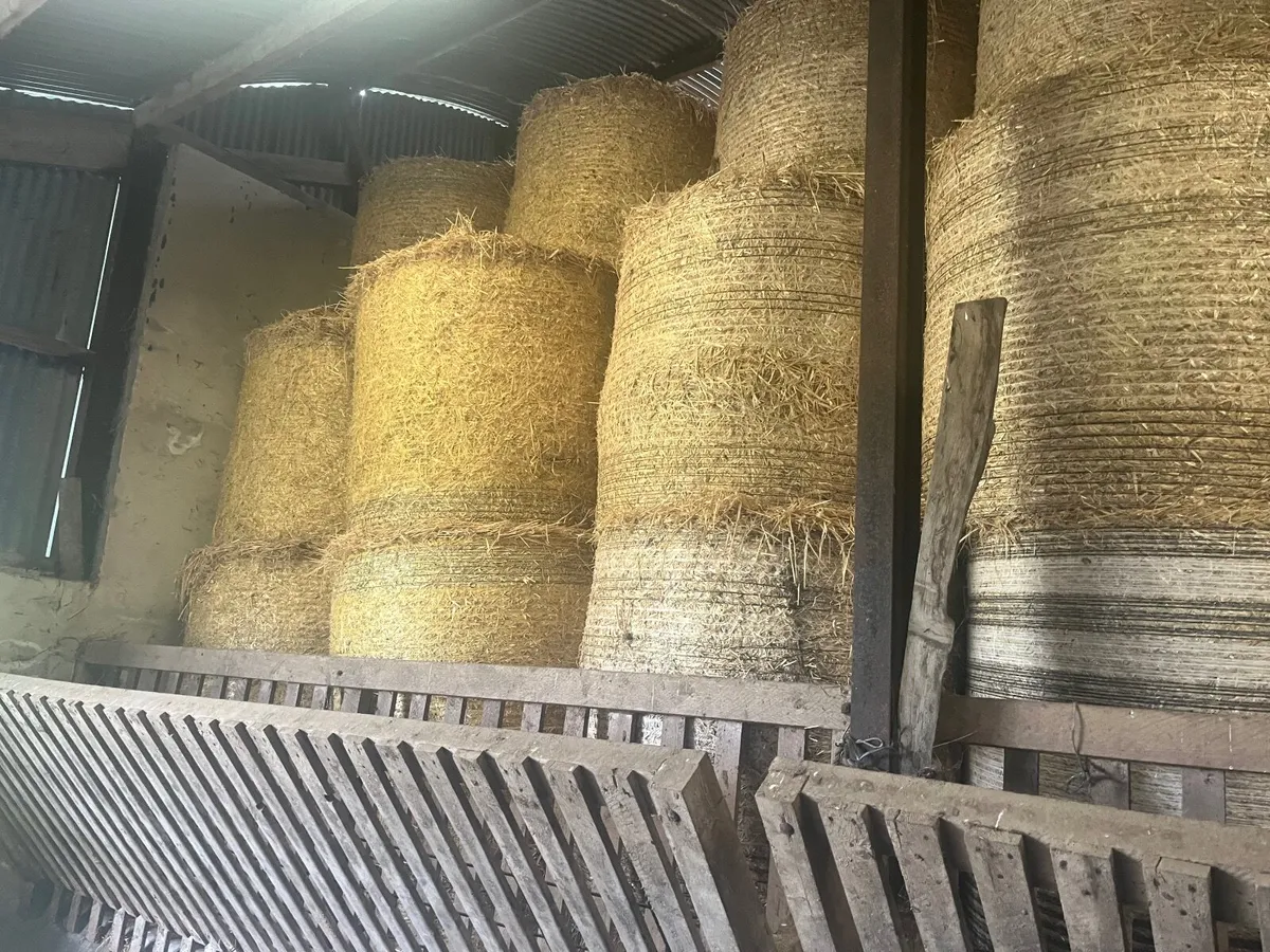 Barley Straw - Image 3