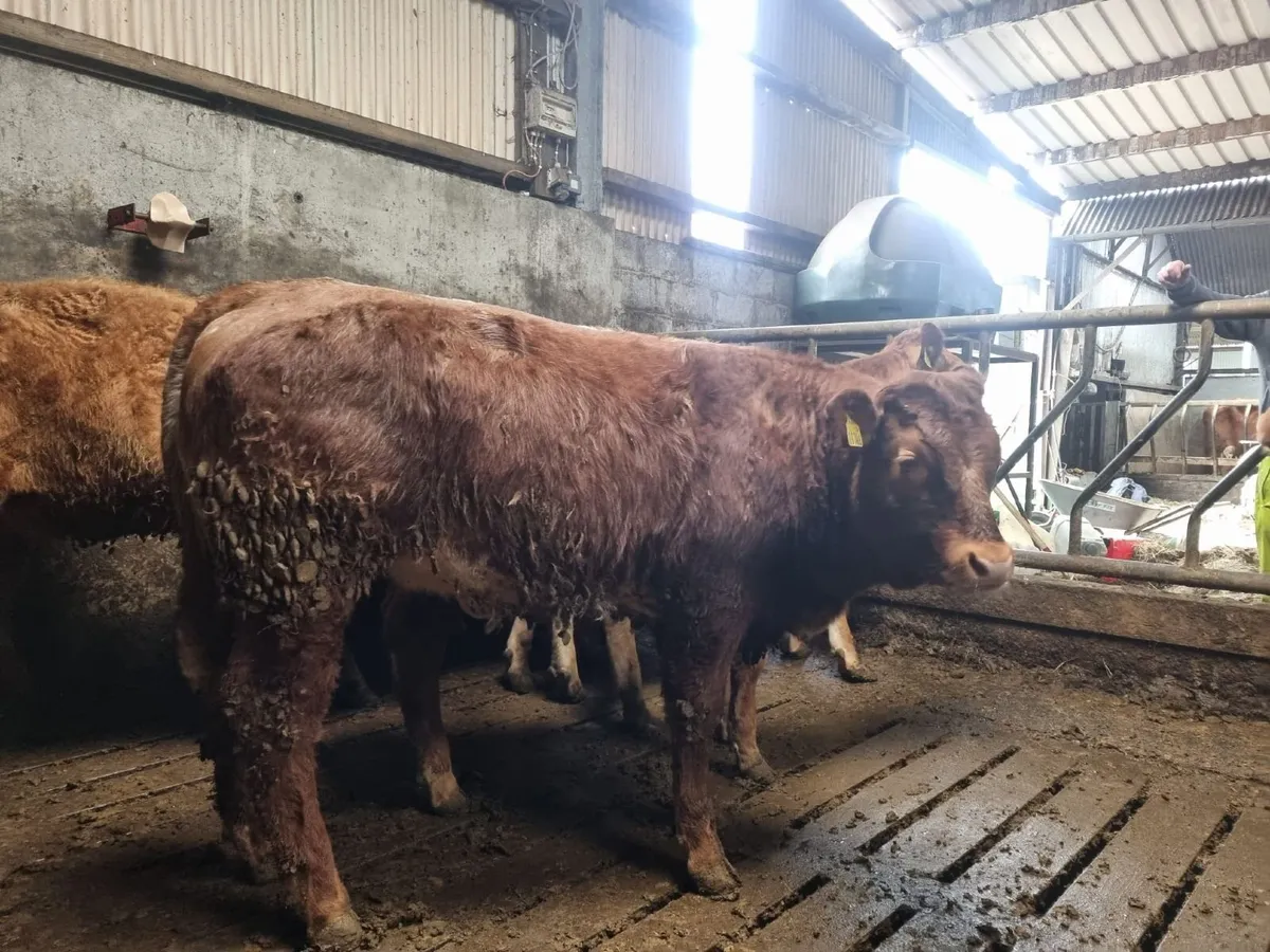 Weanlings for sale mountbellew mart - Image 2