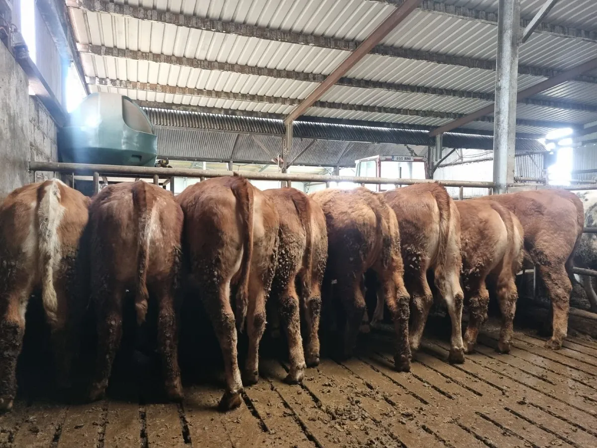 Weanlings for sale mountbellew mart - Image 1
