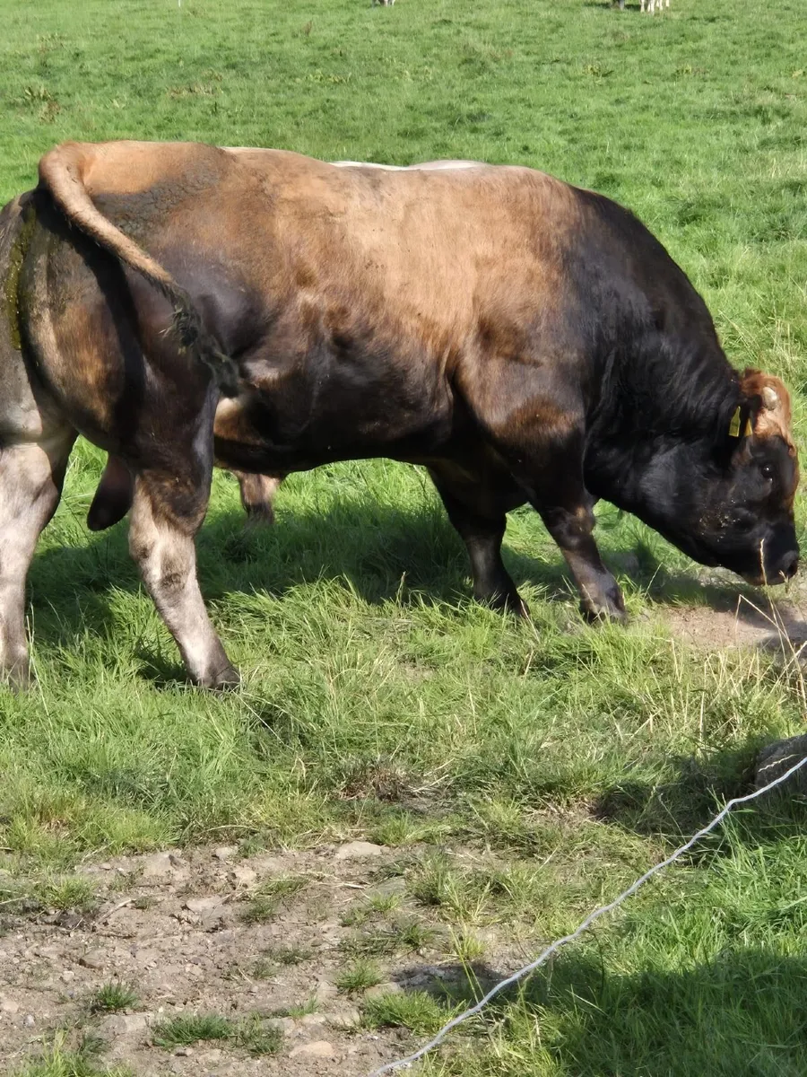 Aubrac bulls - Image 1