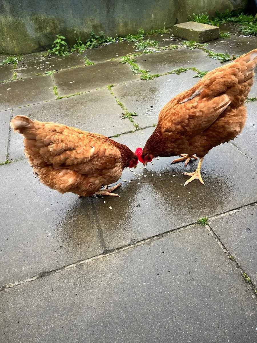 Hens - Image 3