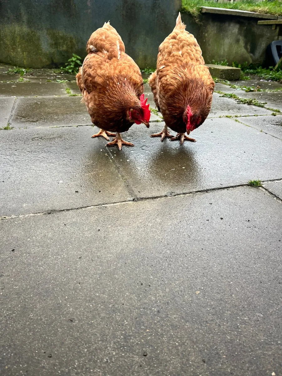 Hens - Image 2