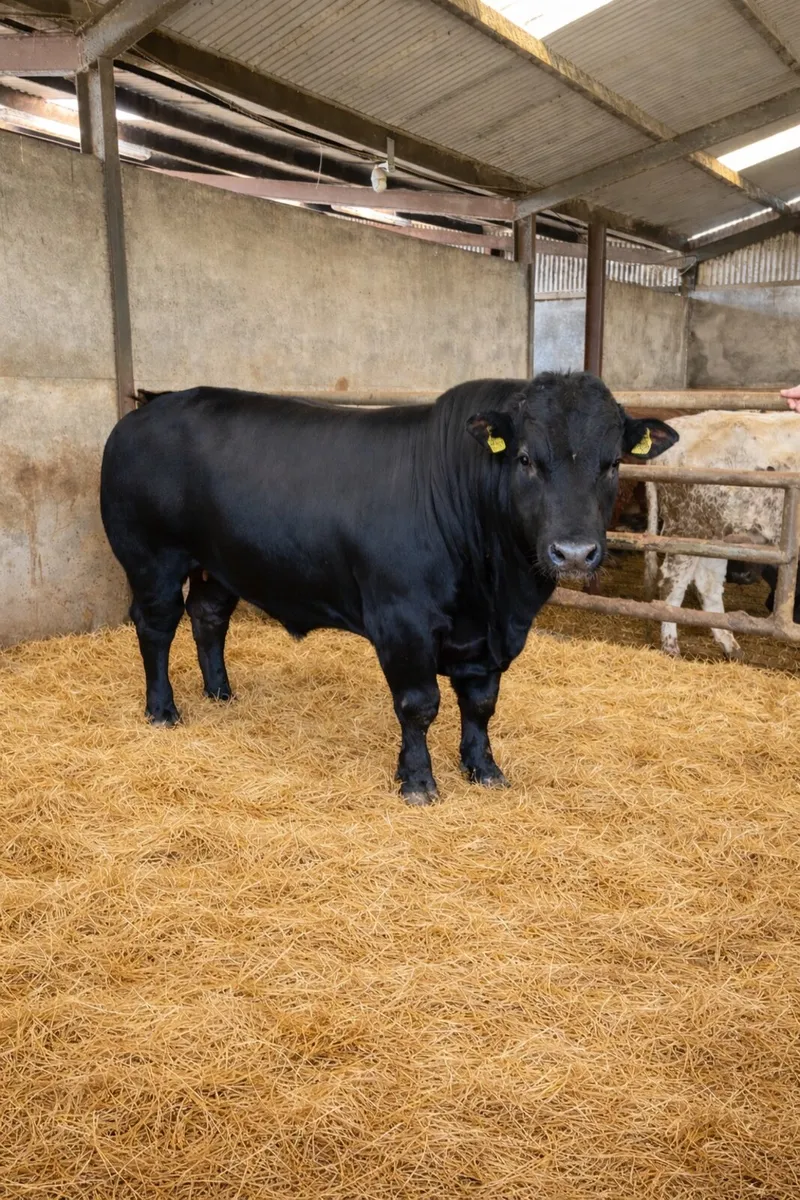 Hybrid Bull - Image 2