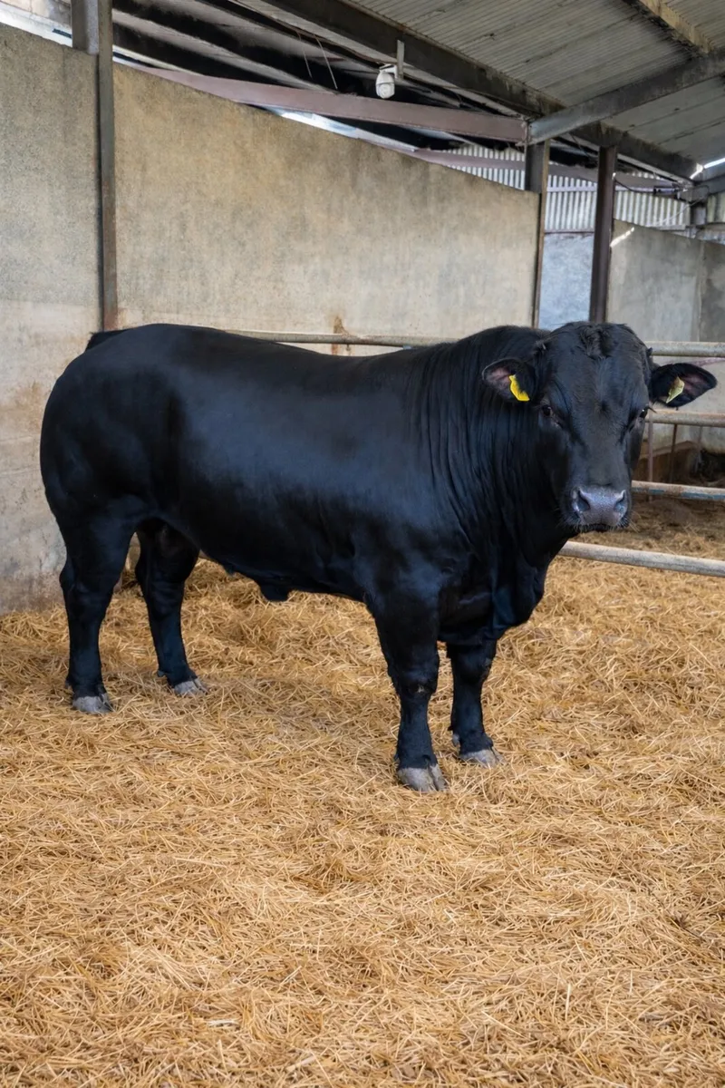 Hybrid Bull - Image 1