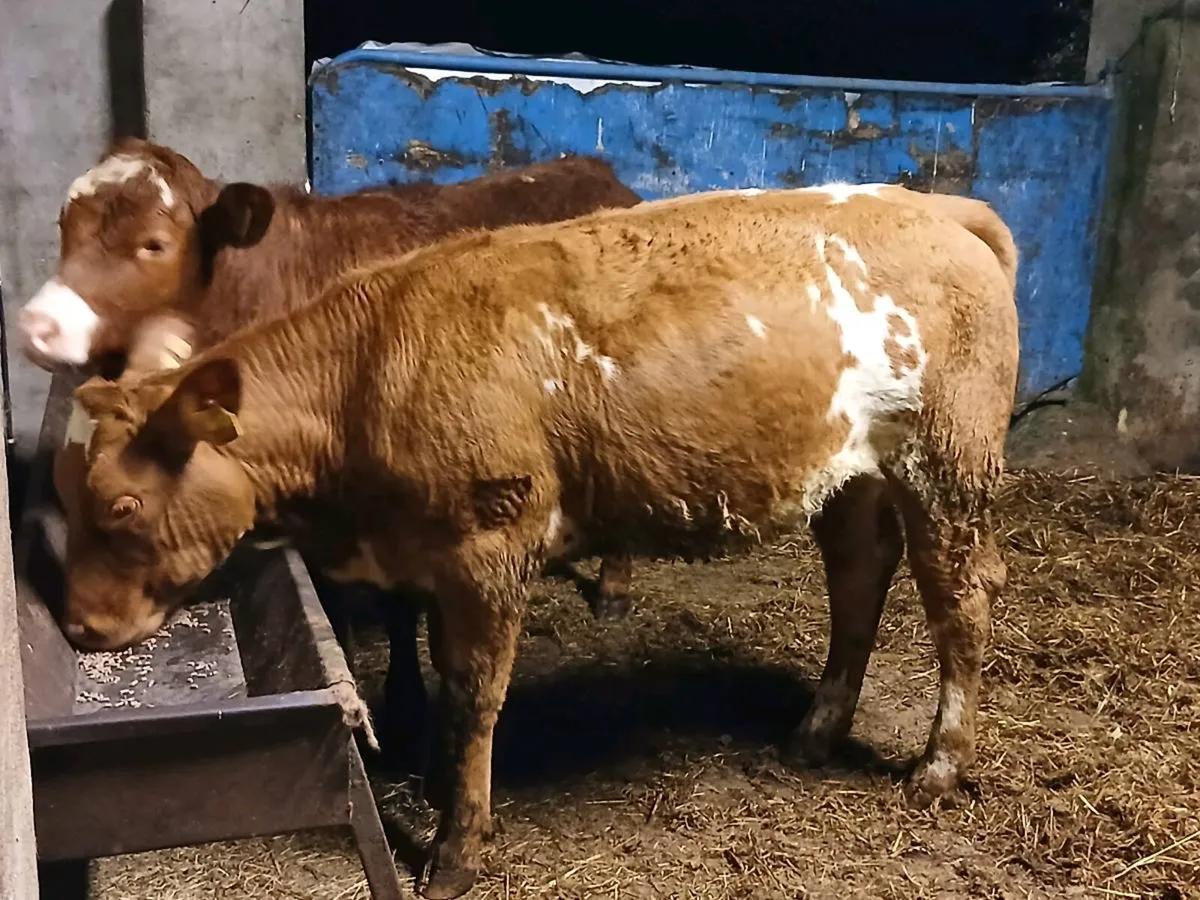 2 top quality LMX Heifer's for sale - Image 2