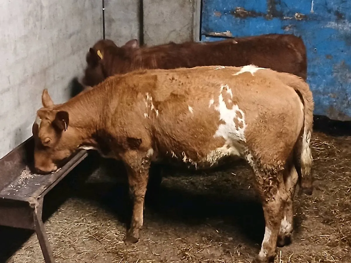 2 top quality LMX Heifer's for sale - Image 1