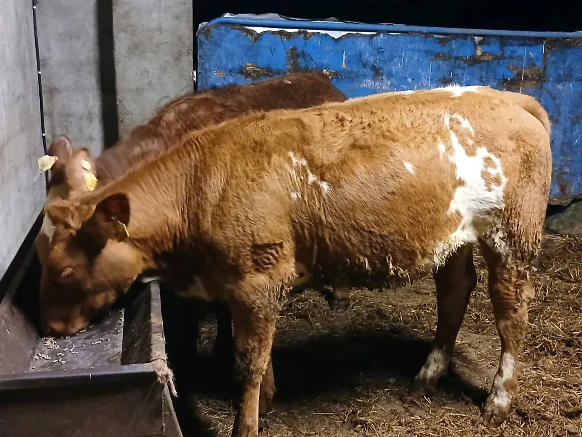 2 top quality LMX Heifer's for sale - Image 3