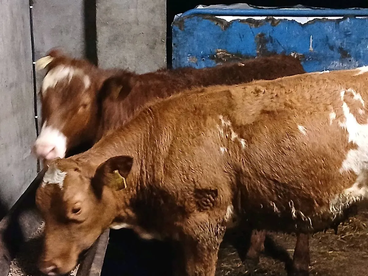 2 top quality LMX Heifer's for sale - Image 4