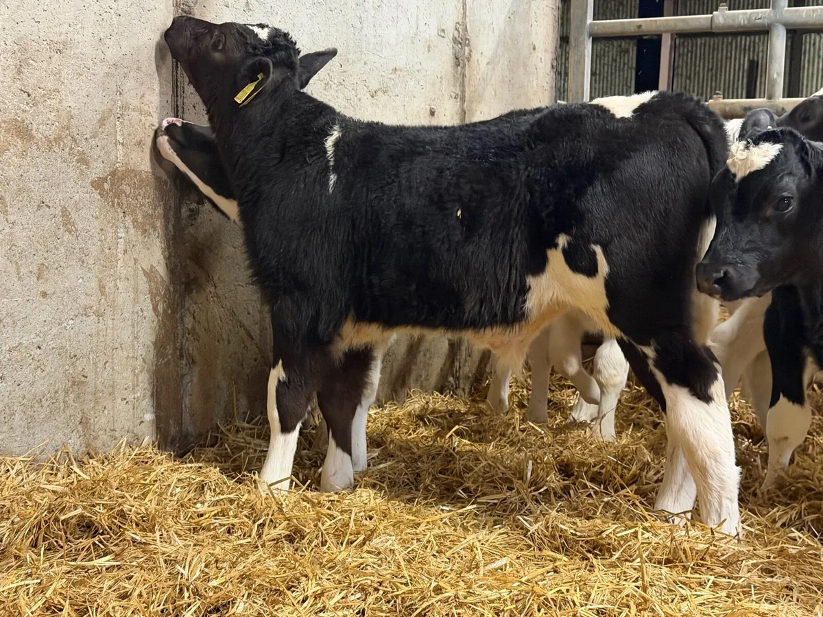 30 Top Fresian Bull Calves - Image 2