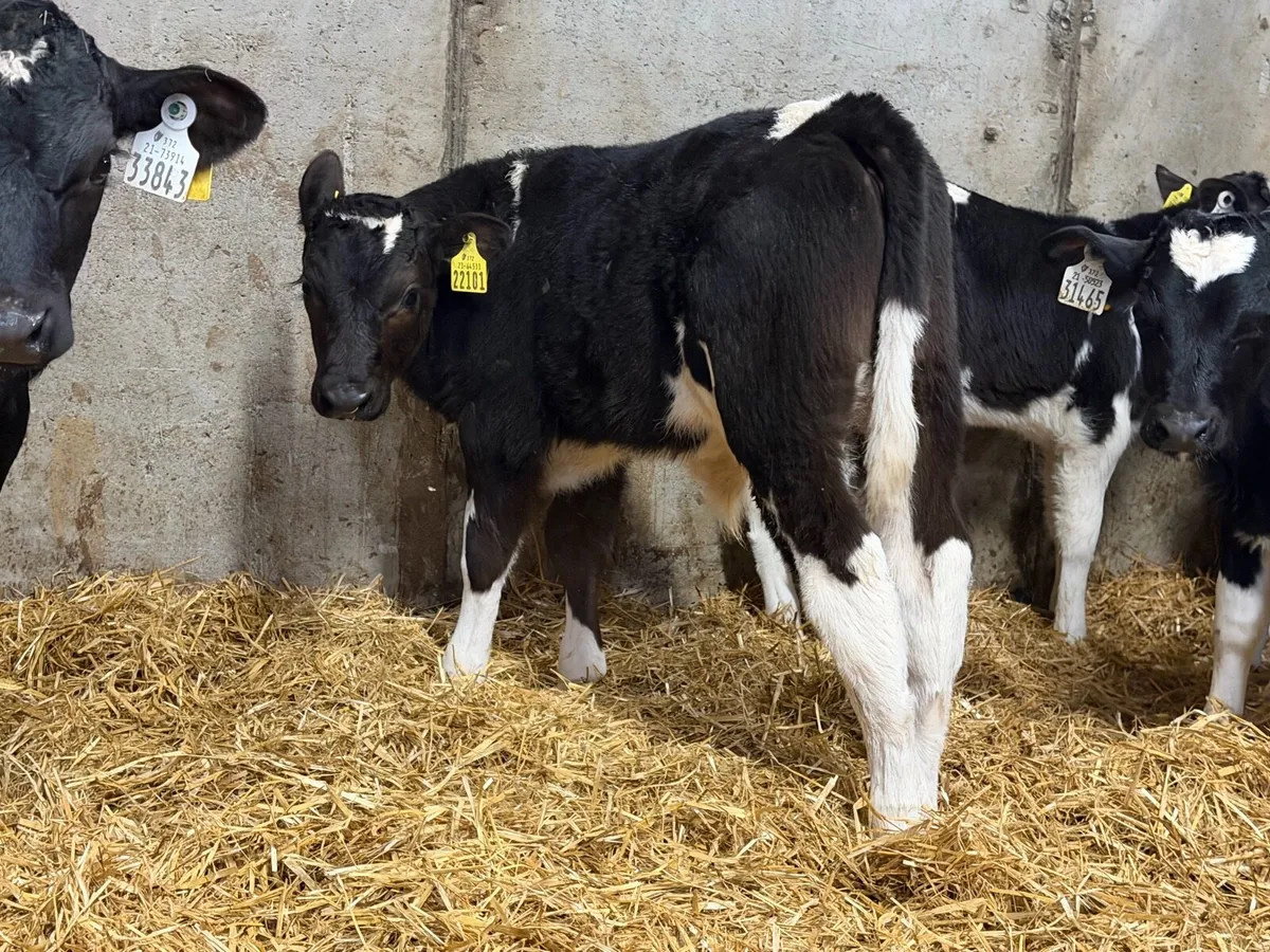 30 Top Fresian Bull Calves - Image 1