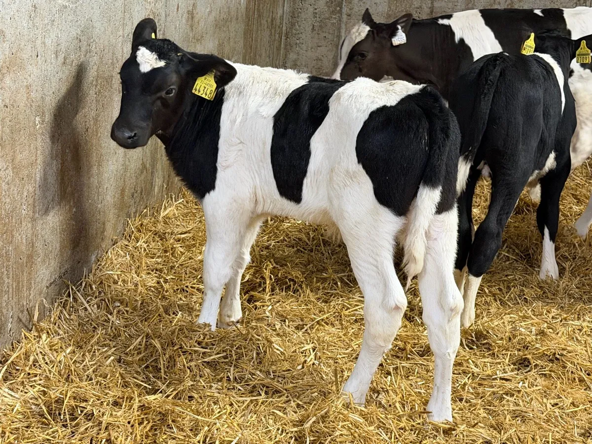 30 Top Fresian Bull Calves - Image 3