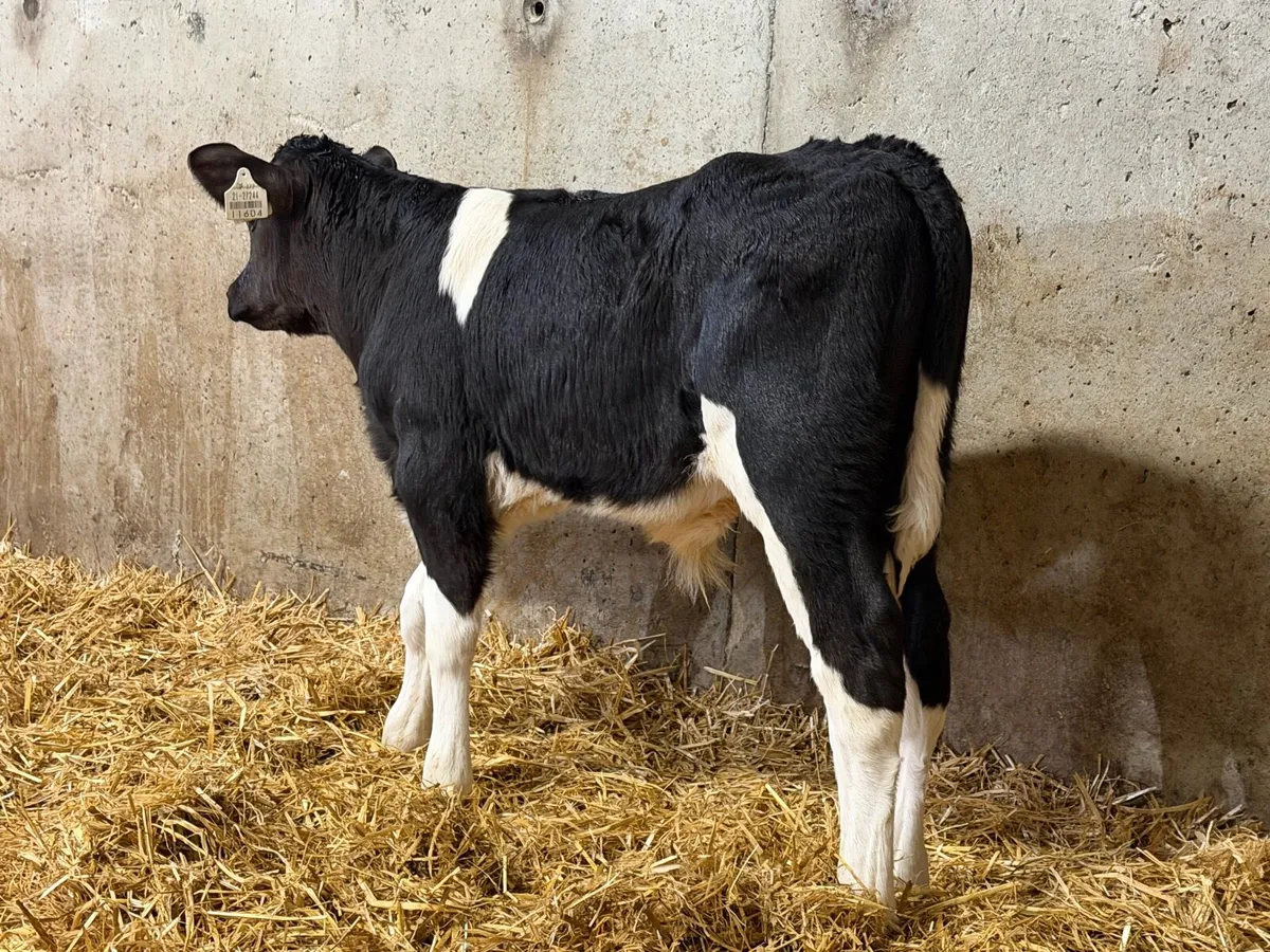 30 Top Fresian Bull Calves - Image 4