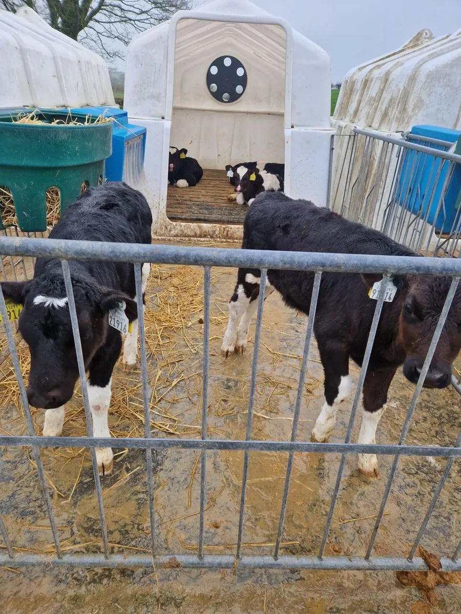 6 Fr bull calves - Image 2