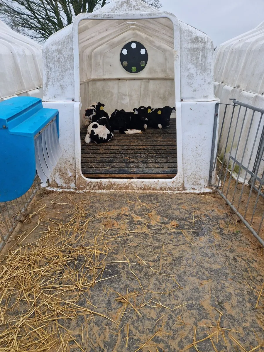 6 Fr bull calves - Image 3