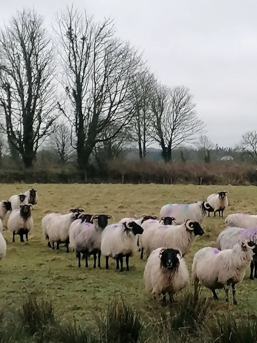 Sheep - Image 1