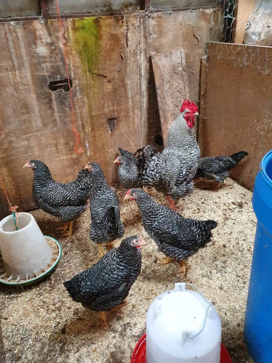 Hens/pullets, Chicks, Ducklings, Fertile eggs - Image 3