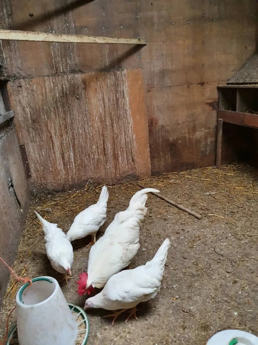 Hens/pullets, Chicks, Ducklings, Fertile eggs - Image 4