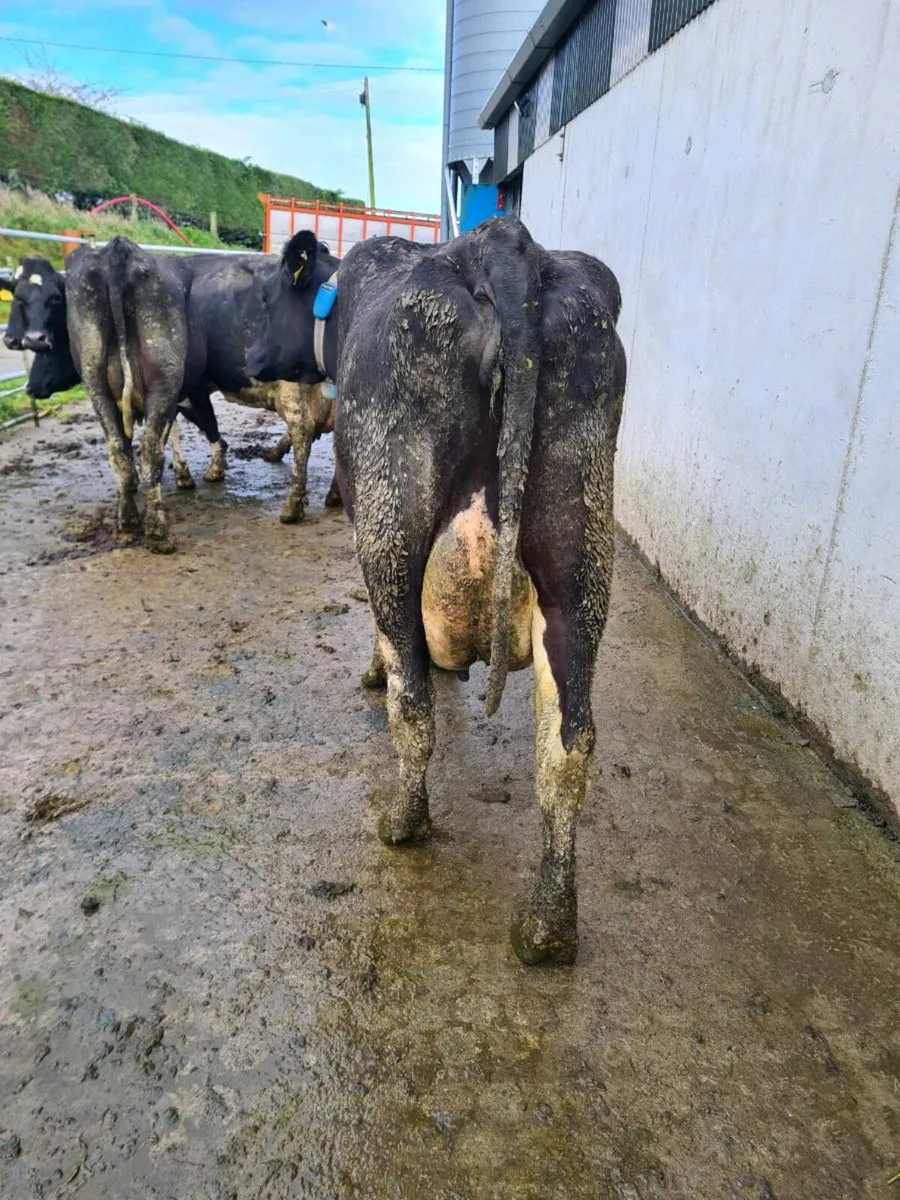 Dairy cows - Image 2