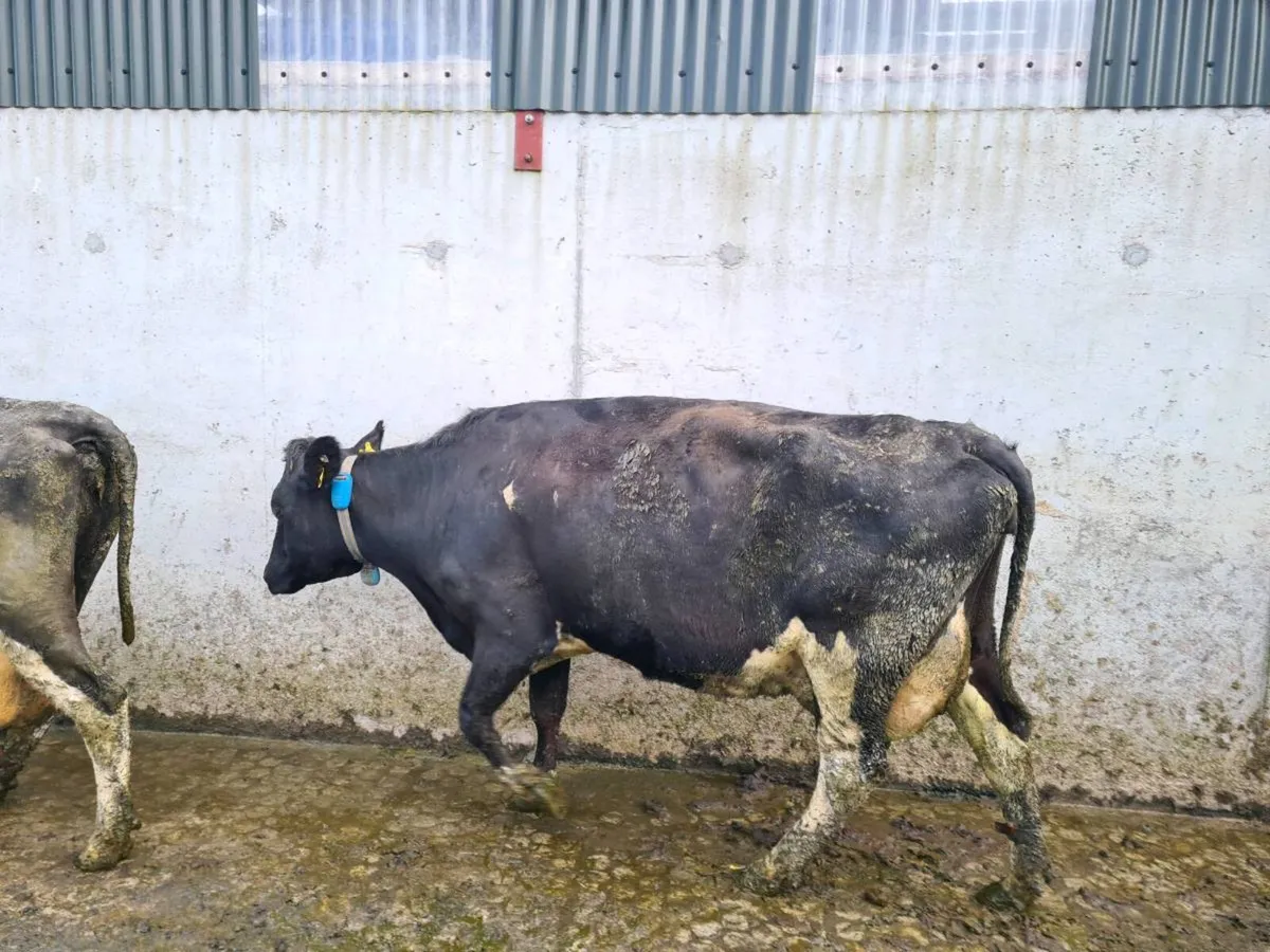 Dairy cows - Image 3