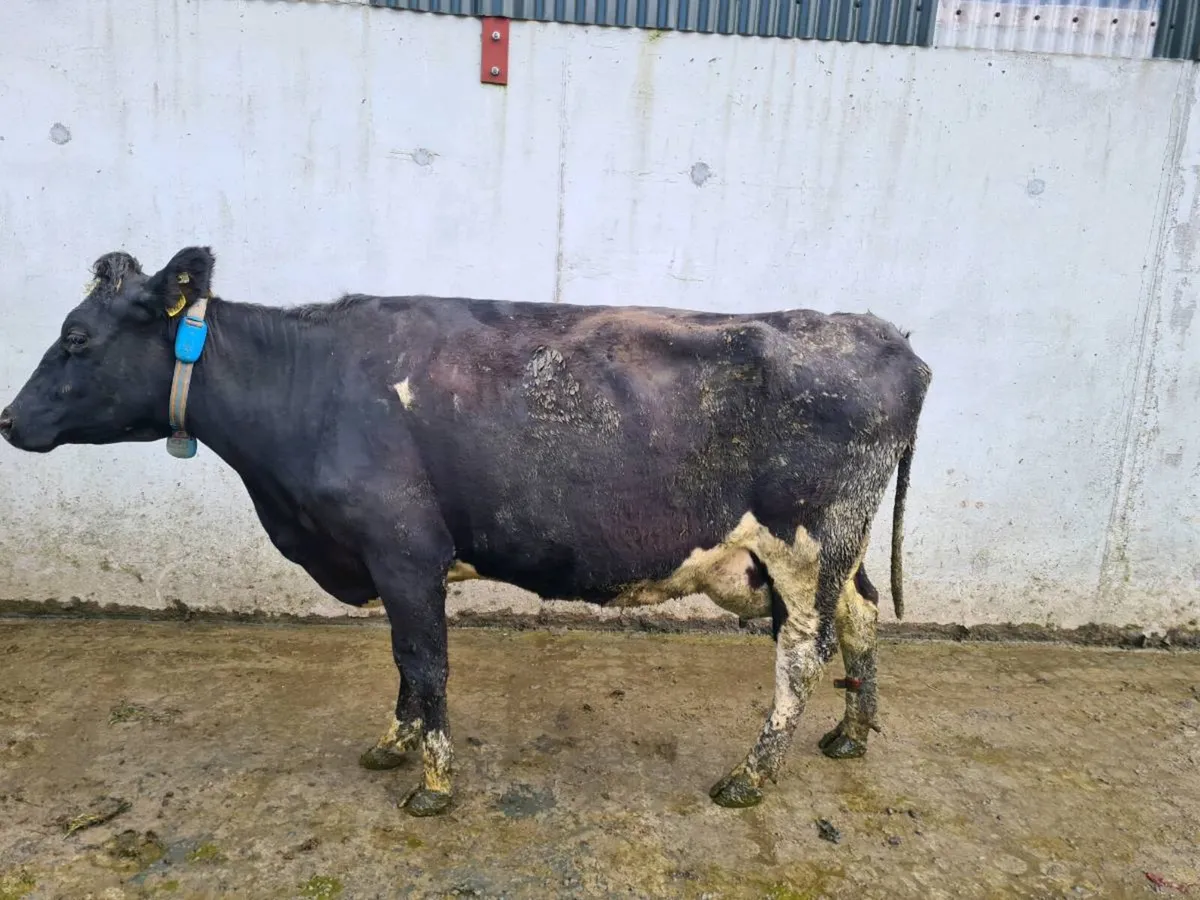 Dairy cows - Image 4