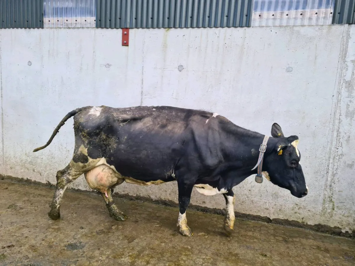 Dairy cows - Image 1
