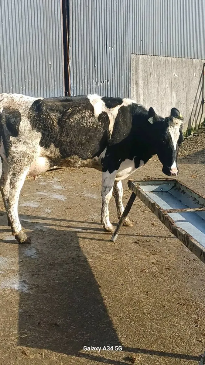 Cows to rear calves - Image 1