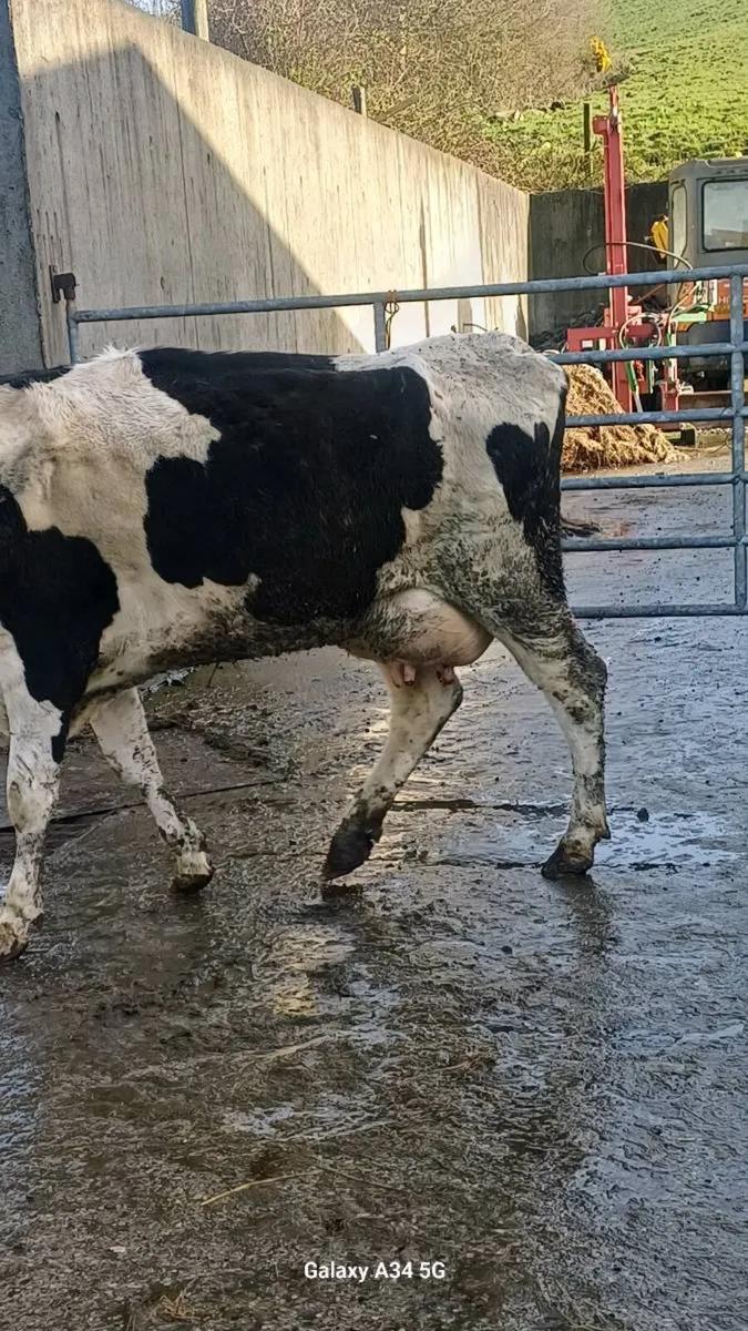 Cows to rear calves - Image 2