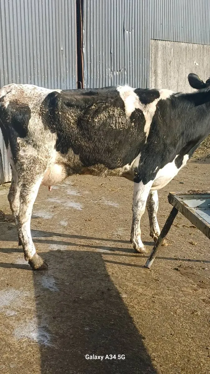 Cows to rear calves - Image 3