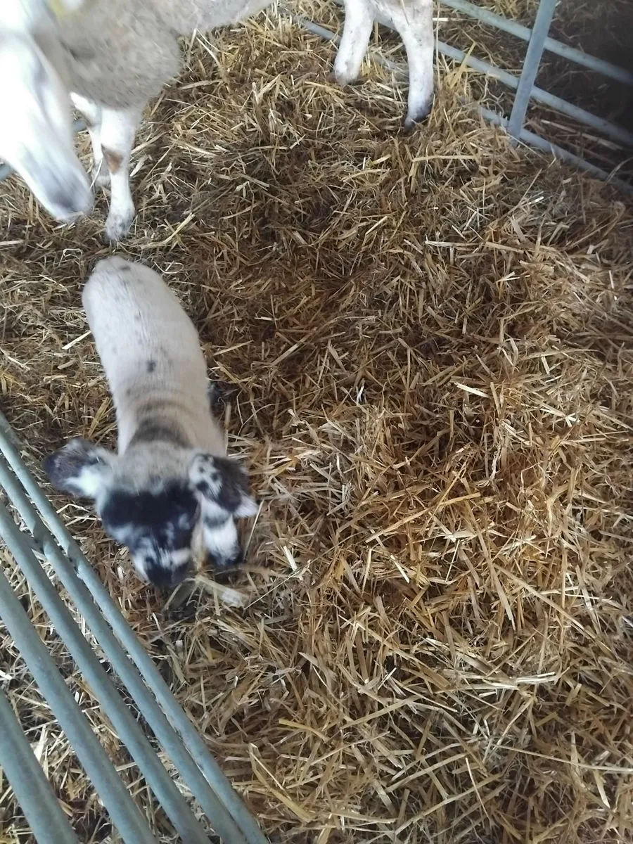 Two foster lambs. - Image 1