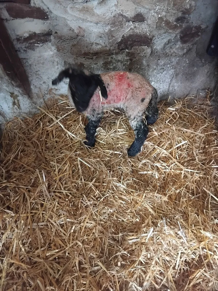 Two foster lambs. - Image 3