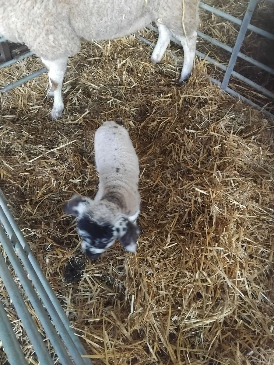 Two foster lambs. - Image 2
