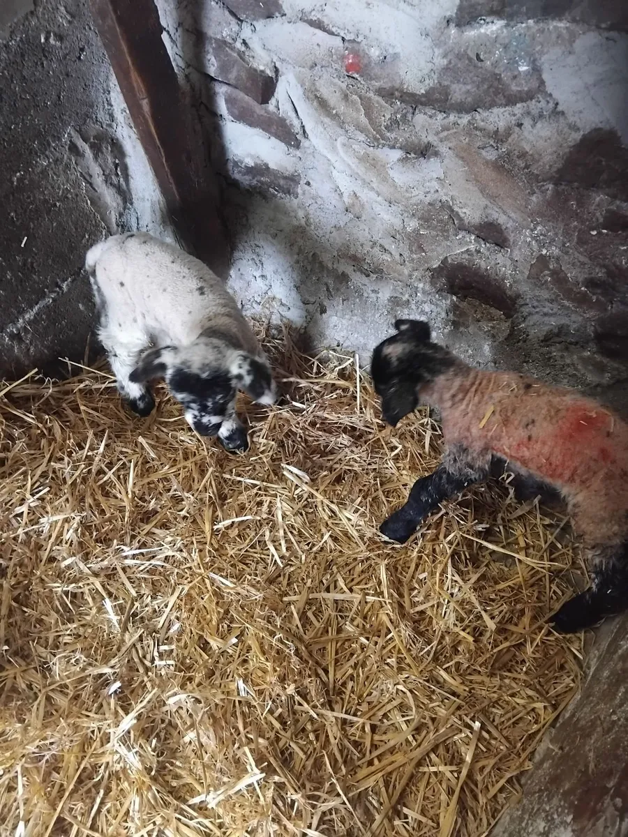 Two foster lambs. - Image 4