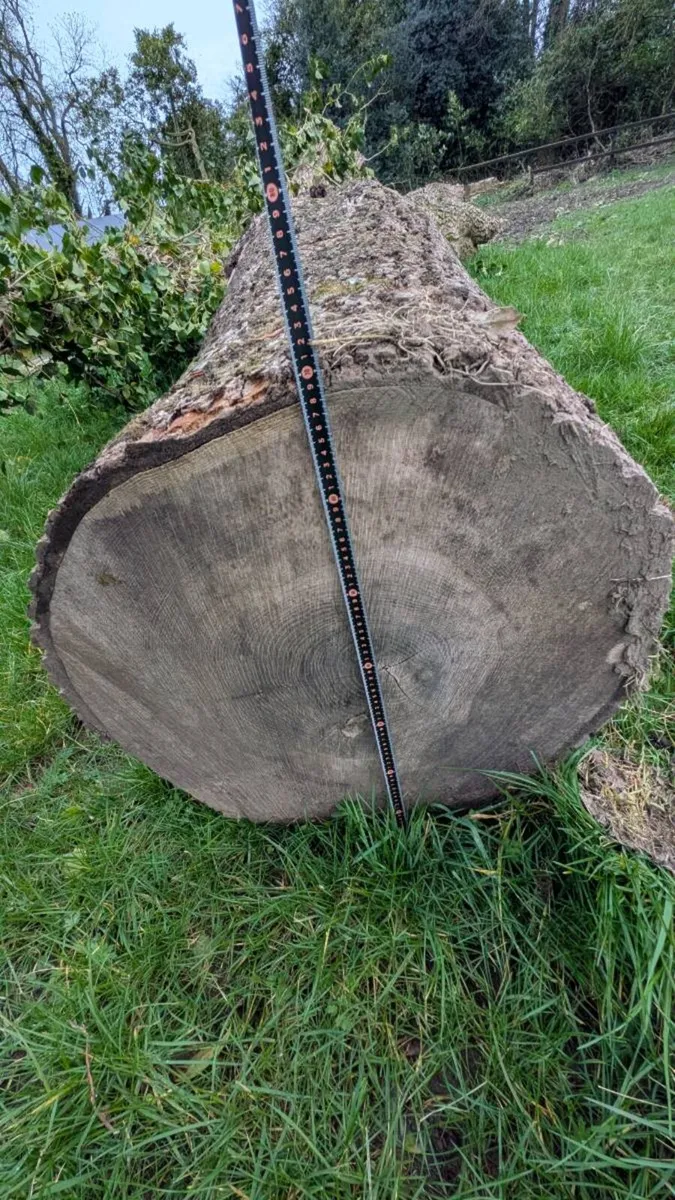 Ash tree for milling - Image 2
