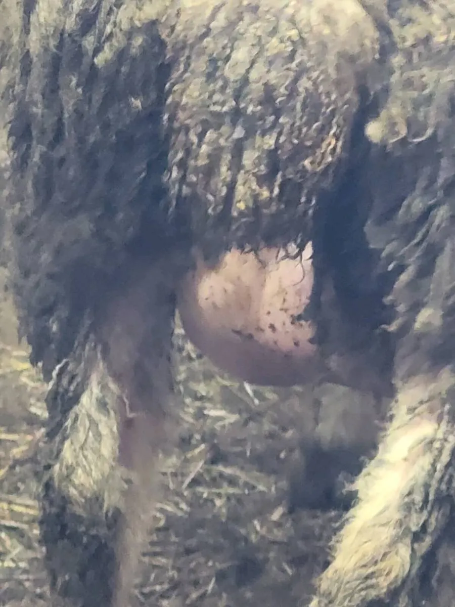 Dorset foster ewe - Image 2