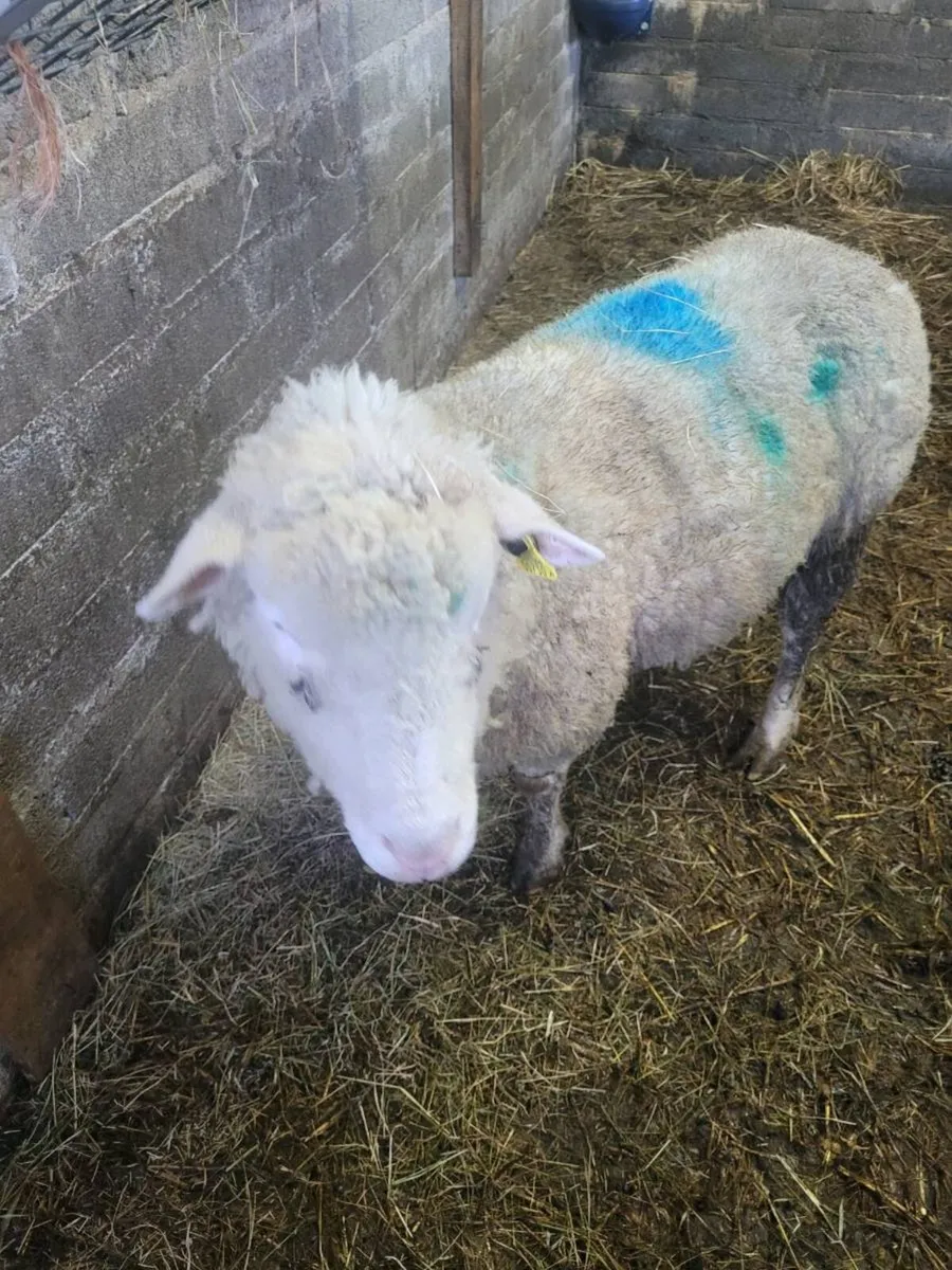 Dorset foster ewe - Image 3