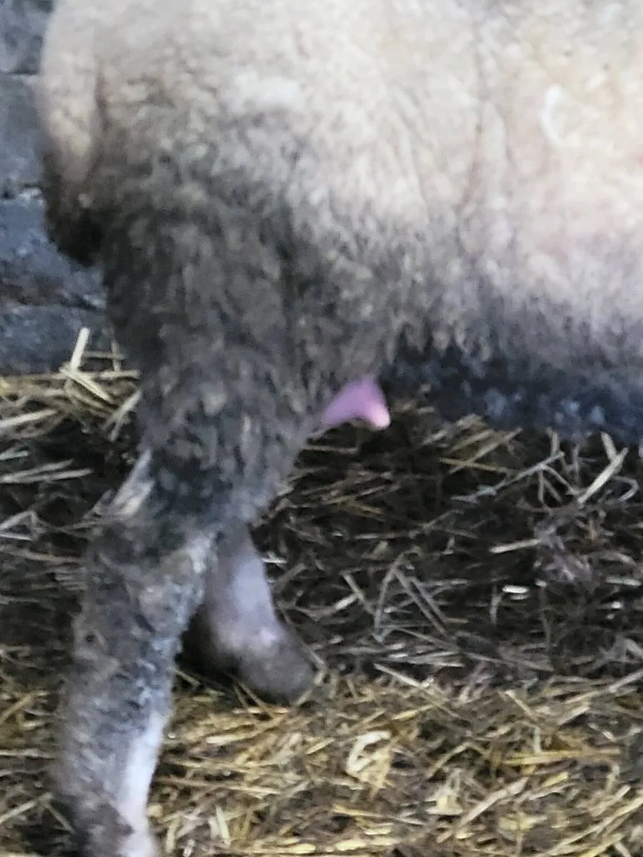 Dorset foster ewe - Image 4
