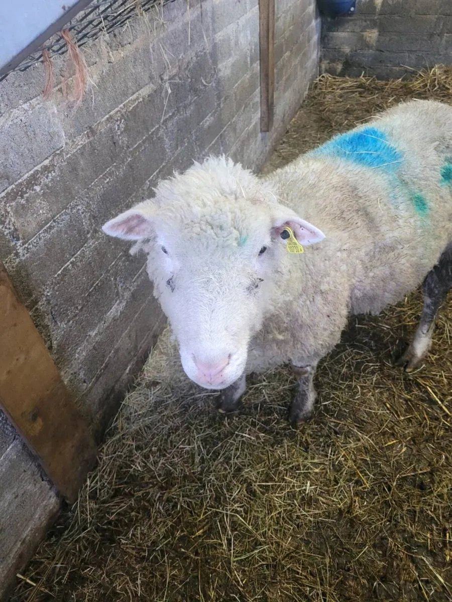 Dorset foster ewe - Image 1
